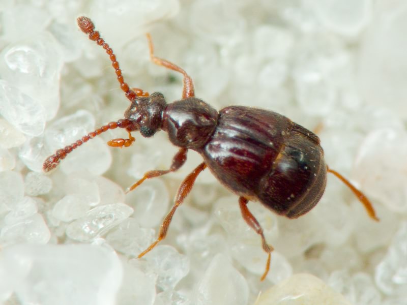 Brachygluta fossulata (Reichenbach, 1816)